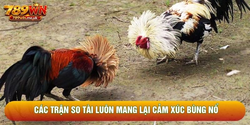 Các trận so tài luôn mang lại cảm xúc bùng nổ Các trận so tài luôn mang lại cảm xúc bùng nổ