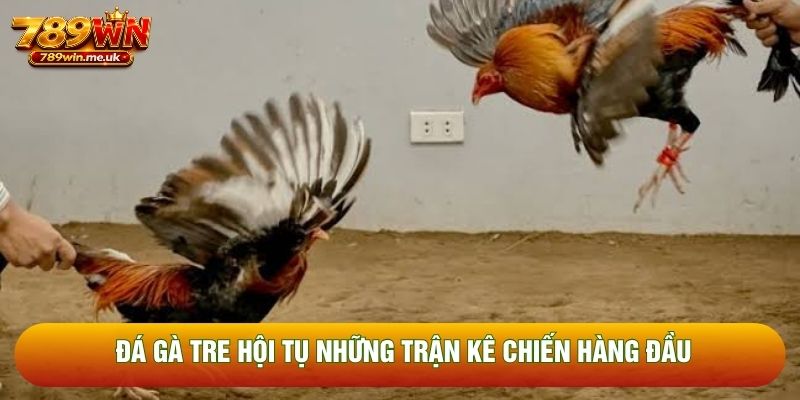 Đá gà tre hội tụ những trận kê chiến hàng đầu Đá gà tre hội tụ những trận kê chiến hàng đầu