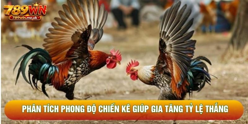 Phân tích phong độ chiến kê giúp gia tăng tỷ lệ thắng Phân tích phong độ chiến kê giúp gia tăng tỷ lệ thắng